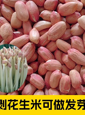花生芽种子手剥花生米花育9616花育16水培专用花生米种子发芽菜