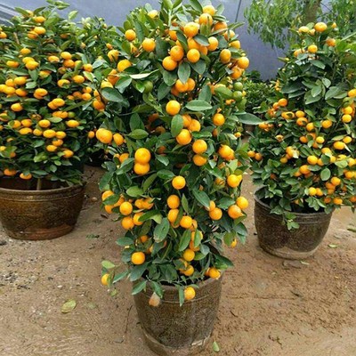 大型金桔树盆栽带果室内客厅观果绿植物开业送礼金橘桔树盆景年桔