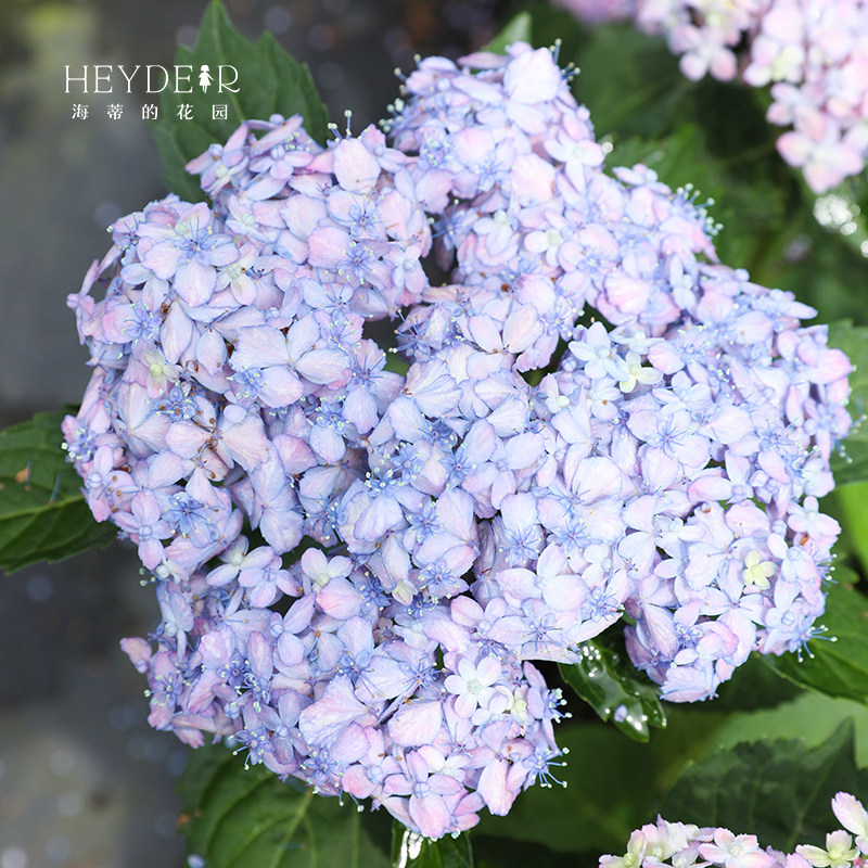 海蒂的花园 有松仙气感精致可调色大花绣球阳台庭院花卉植物盆栽