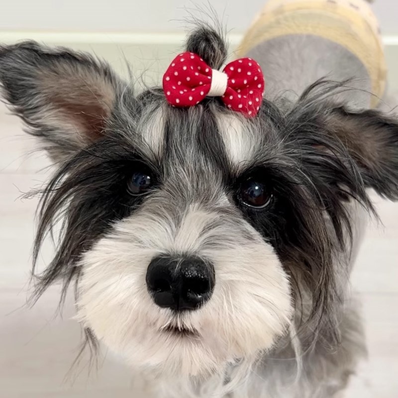 新款爱心花朵小兔形状狗狗发夹约克夏宠物比熊专用小发卡夹子头饰