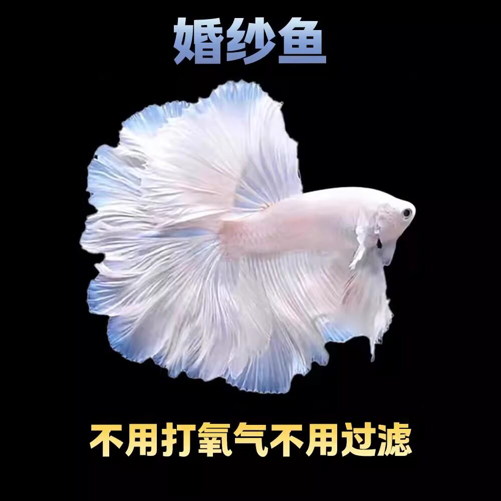 泰国斗鱼活体活鱼婚纱鱼粉白不用打氧气好养耐活小型热带鱼观赏鱼