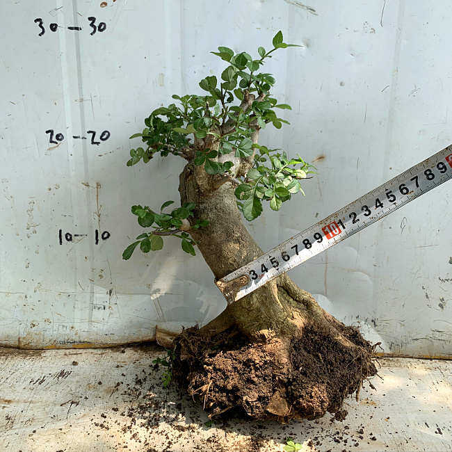 对节y湖北原产地.植物素材白蜡小阳台观叶京山盆景树桩销售