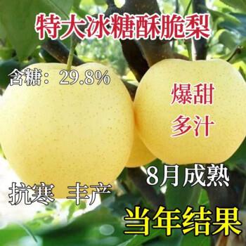 嫁接冰糖雪梨苗嫁接梨树苗冰糖雪梨树苗南北方可种植盆栽地栽耐寒