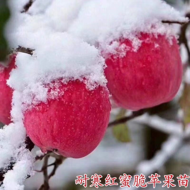 苹果树苗新品种正宗美国红蜜脆苹果苗嫁接当年结果南北方种植
