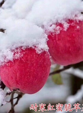 苹果树苗新品种正宗美国红蜜脆苹果苗嫁接当年结果南北方种植