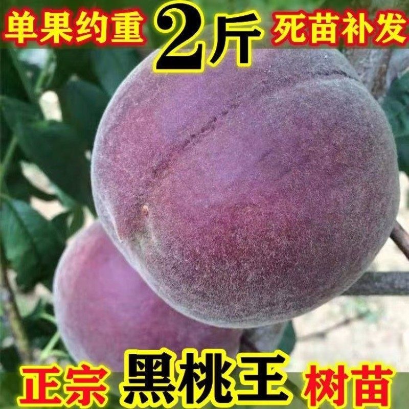 桃树苗嫁接新品种中华黑桃王皇后血桃水蜜桃苗当年结果南北方种植,农用物资,果树种子/种苗,淘宝优惠券,粉丝福利购,淘宝优惠卷