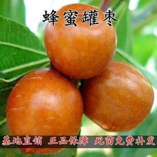 甜枣树苗蜂蜜罐枣苗细脆味甜大糖枣子苗嫁接枣树苗当年结果苗