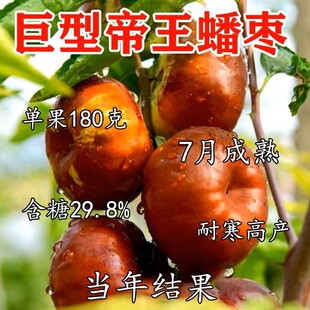 蟠枣树果苗活苗南北方庭院地栽特大果树盆栽枣子树苗葫芦枣包结果