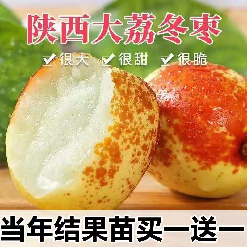 陕西大荔冬枣树苗沾化枣树活苗嫁接枣树苗南北方种植当年结果