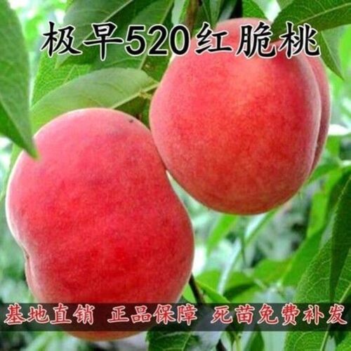极早520红脆桃树苗嫁接苗果树苗盆栽地栽南北方种植当年结果