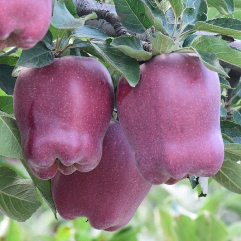 新品种苹果苗花牛树美国红