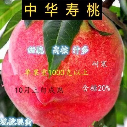 中华大寿桃树苗嫁接新品种
