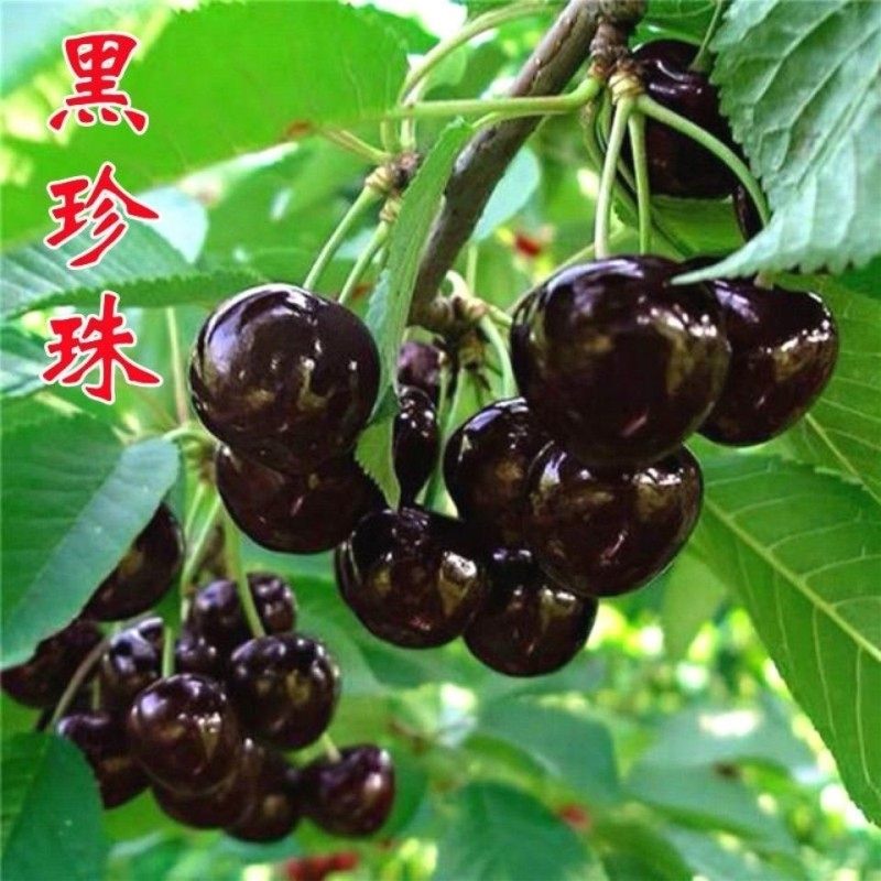 黑珍珠樱桃树苗樱桃苗南北方种植美国车厘子苗果树苗当年结果,农用物资,果树种子/种苗,淘宝优惠券,粉丝福利购,淘宝优惠卷