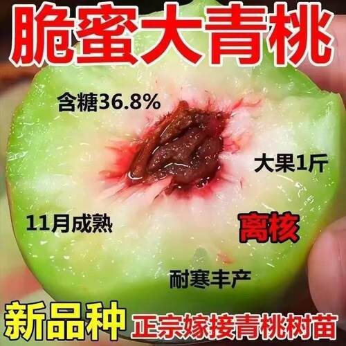 正宗嫁接脆蜜大青桃树苗11月成熟大果1斤耐寒丰产果树苗