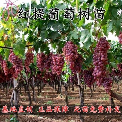 山东红提苗果树无籽葡萄盆