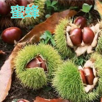 蜜蜂板栗树苗子南北方种植