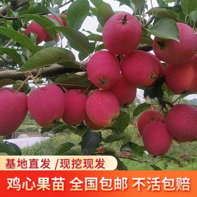 鸡心果树苗东北耐寒苹果树南北方种植苹果树苗鸡心果树苗当年结果