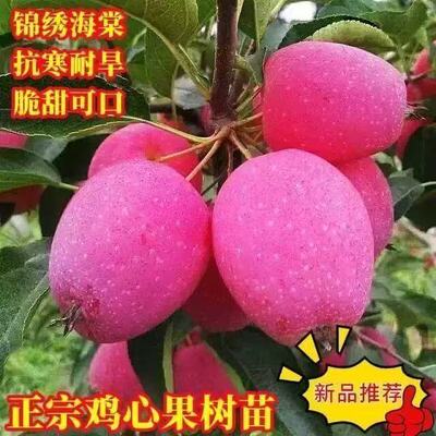 鸡心果树苗东北耐寒苹果树南北方种植苹果树苗鸡心果树苗当年结果