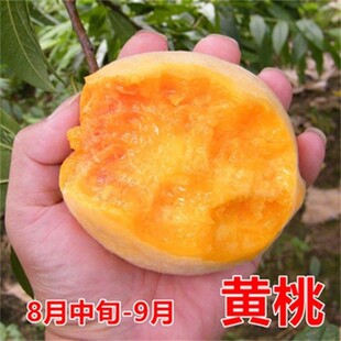 黄金桃树苖嫁接桃树桃苗果树果苗冬桃当年结果苗南方北方四季种植