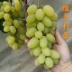 盆栽地栽当年结果 青提甜 早熟葡萄树苗 维多利亚葡萄苗