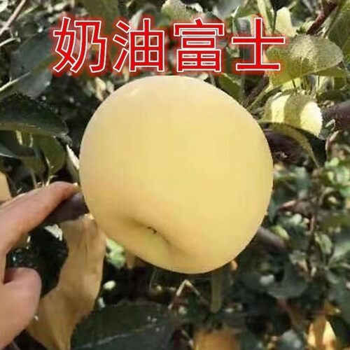 奶油富士苹果树苗盆栽四季