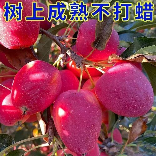 正宗东北鸡心果树苗嫁接苗盆栽地栽南方北方种植耐寒小苹果树苗