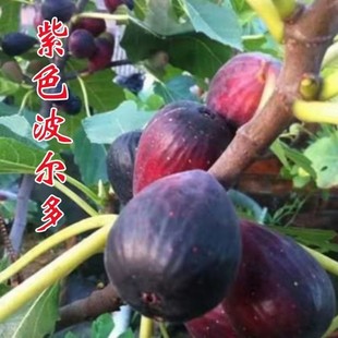 新品 种紫色波尔多无花果树苗盆栽地栽无花果南北方种植当年结果苗