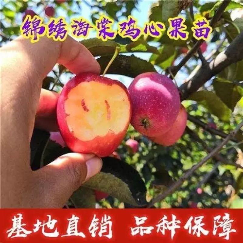 锦绣海棠鸡心果树苗包结果嫁接小苹果苗地栽盆栽种植南北方种植图片