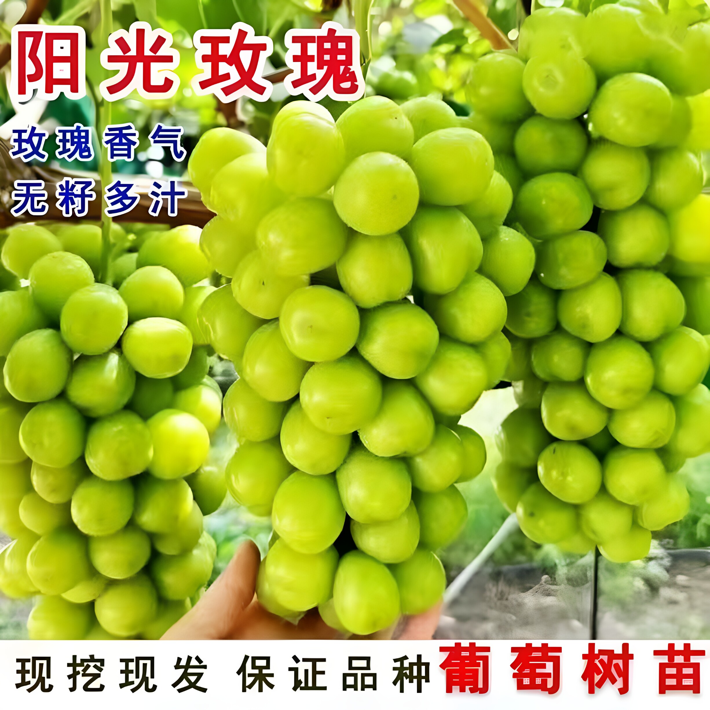 阳光玫瑰无核葡萄树苗日本香印晴果树种子/种苗