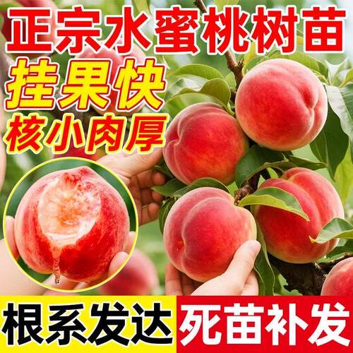 早熟水蜜桃树苗嫁接黄苖当