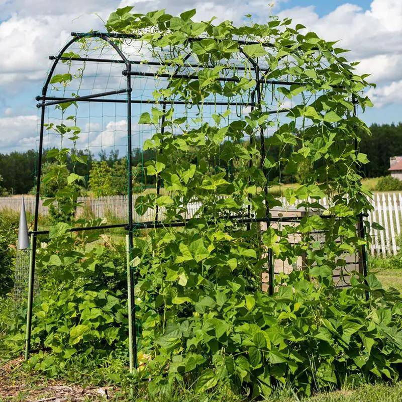 园艺支架爬藤架植物菜园黄瓜蔬菜攀爬架百香果葡萄架户外支撑架子图片