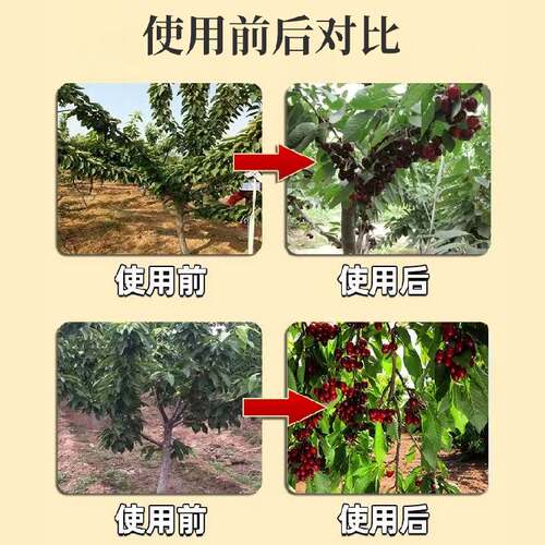 新品大樱桃授粉药花粉授粉保花保果药防J落果人工授粉器果树坐果