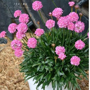 极速海石竹庭院草坪阳台花卉多y年生耐寒耐热四季开花观花盆栽重