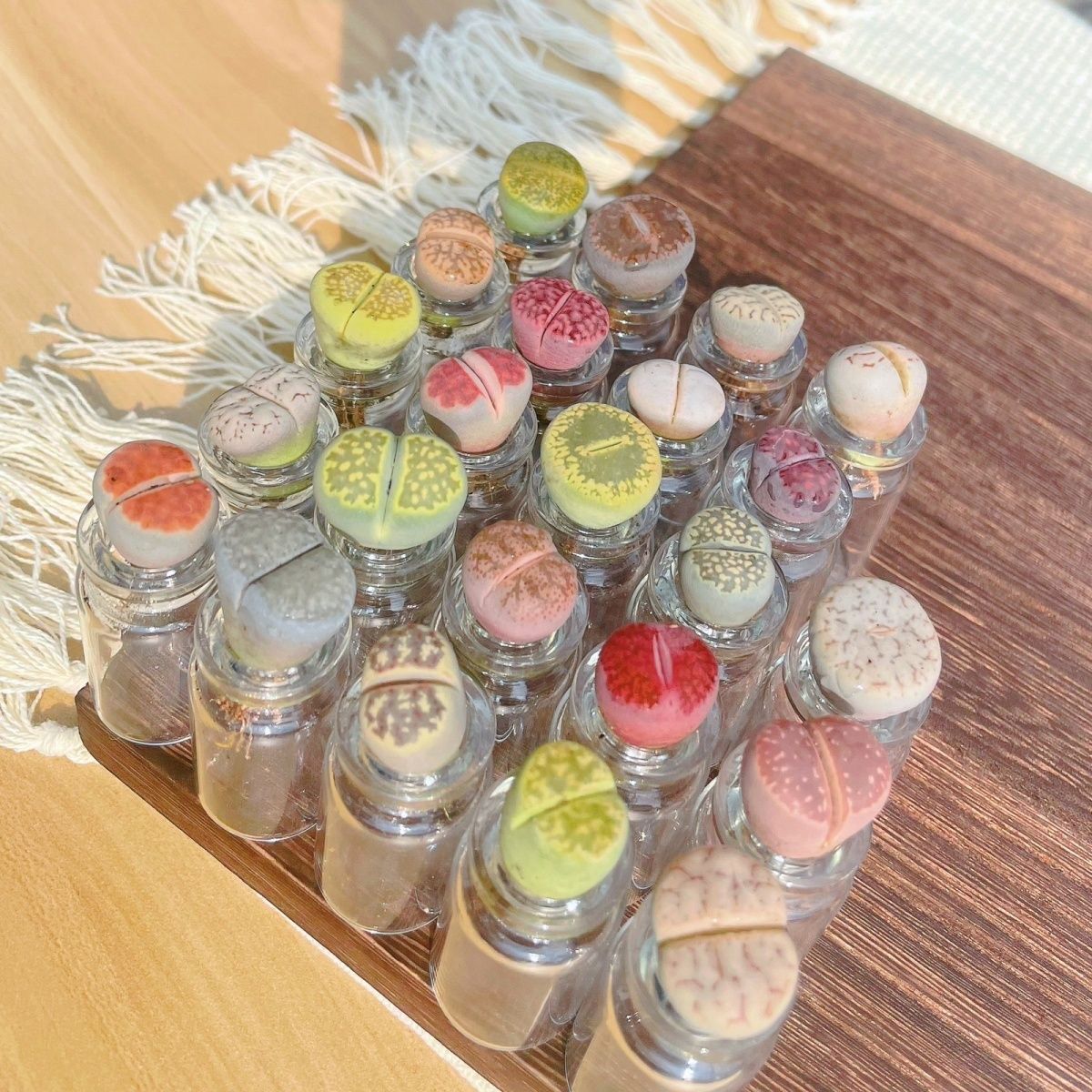 水培生石花超迷你懒人好养多肉