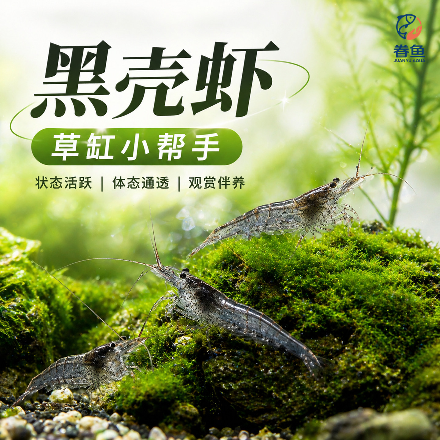 黑壳虾除藻草虾观赏虾工具清洁虾饲料虾活体水族箱鱼缸造景冷水虾