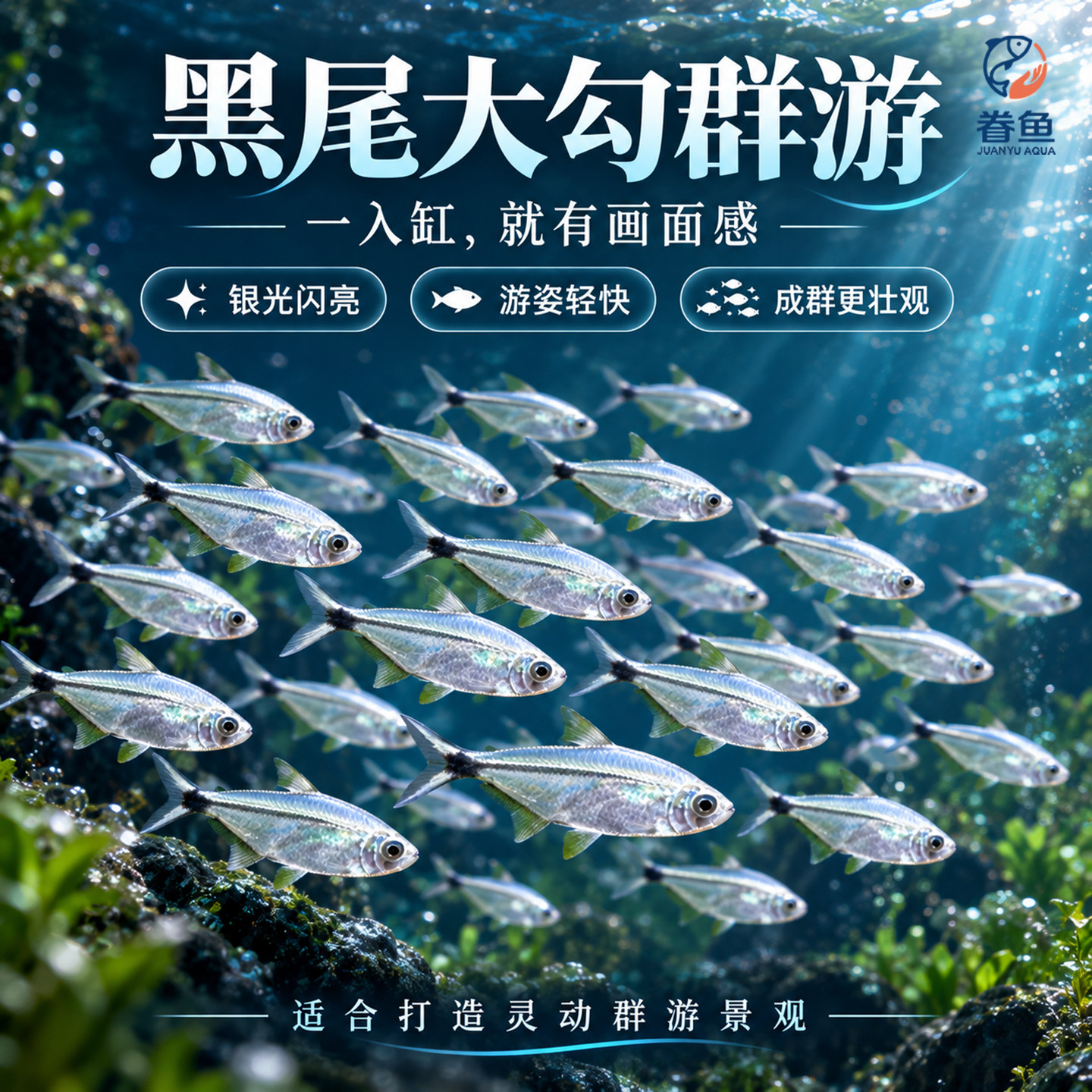 黑尾大勾鱼群游鱼草缸小型热带鱼苗观赏鱼红绿灯天使鱼扯旗灯科鱼