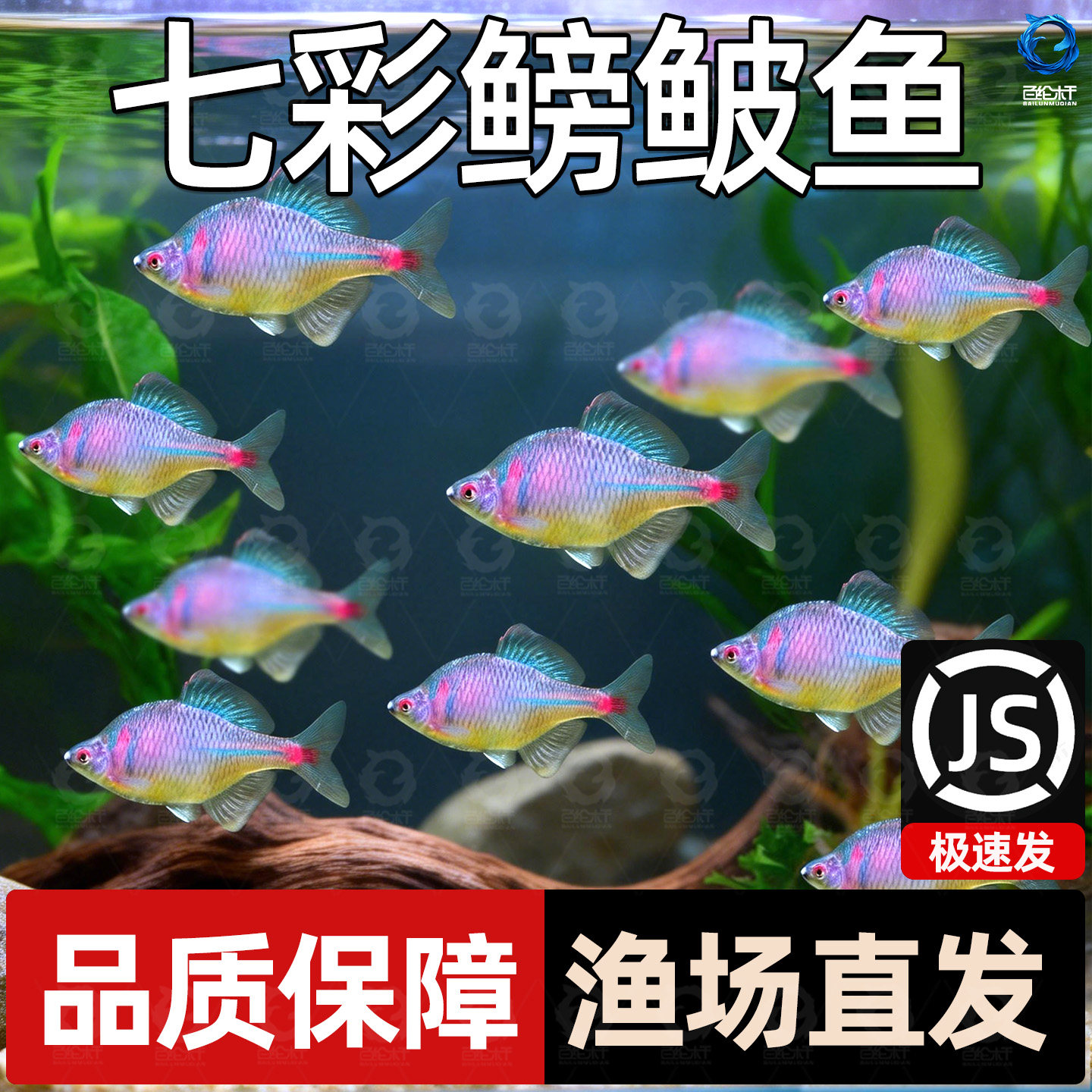 顺丰七彩高体鳑鲏原生活鱼好养耐活淡水冷水观赏鱼溪流缸造景旁皮,宠物/宠物食品及用品,蟹,淘宝优惠券,粉丝福利购,淘宝优惠卷