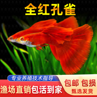 精品美国全红孔雀鱼活鱼热带鱼苗观赏鱼小型凤尾鱼大尾巴好养耐活