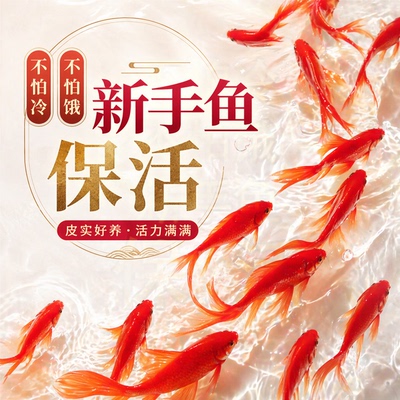 不用打氧的金鱼小金鱼好养耐活小鱼养不死自来水活鱼锦鲤宠物大全