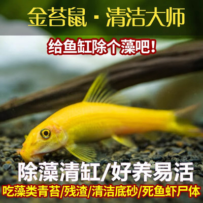 金苔鼠观赏鱼清道夫小型热带斑马鱼除藻工具淡水清洁粪便孔雀鱼