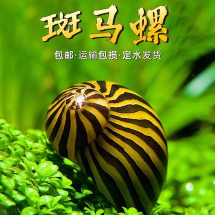 斑马螺除藻神器冷水清道夫鱼缸吃粪清洁工具鱼苗观赏鱼淡水观赏螺