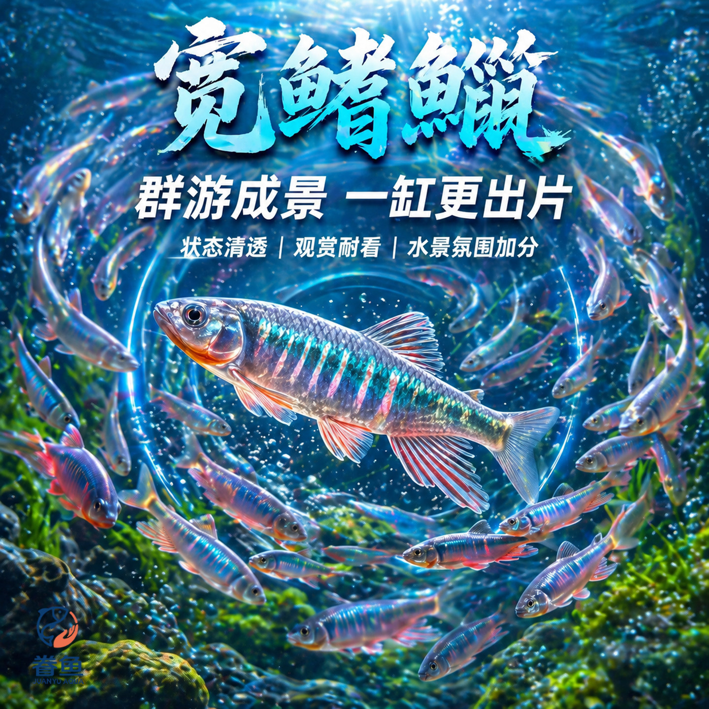 原生鱼冷水宽鳍鱲马口长鳍鱲鱼桃花鱼淡水观赏鱼吃粪便清洁工具鱼