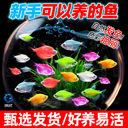 天使鱼观赏鱼活鱼大号群游鱼热带淡水好养耐活小型斑马鱼苗灯科鱼