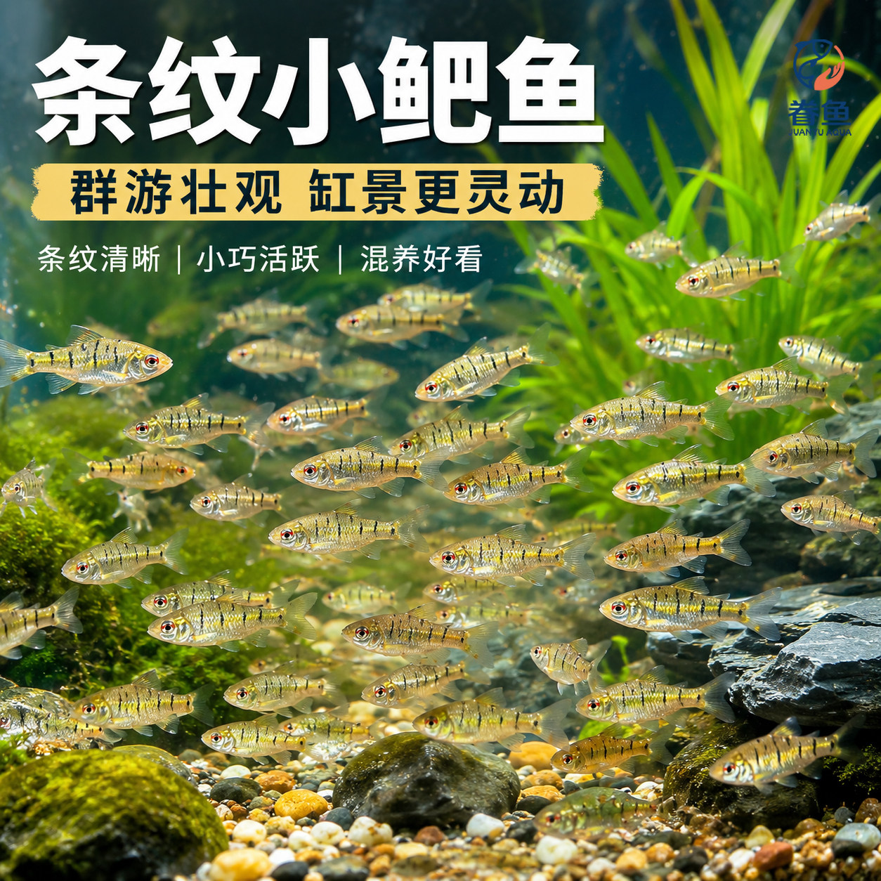 中国斗鱼伴侣条纹小鲃活体吃青苔耐寒冷水原生鱼溪流鱼群游观赏鱼