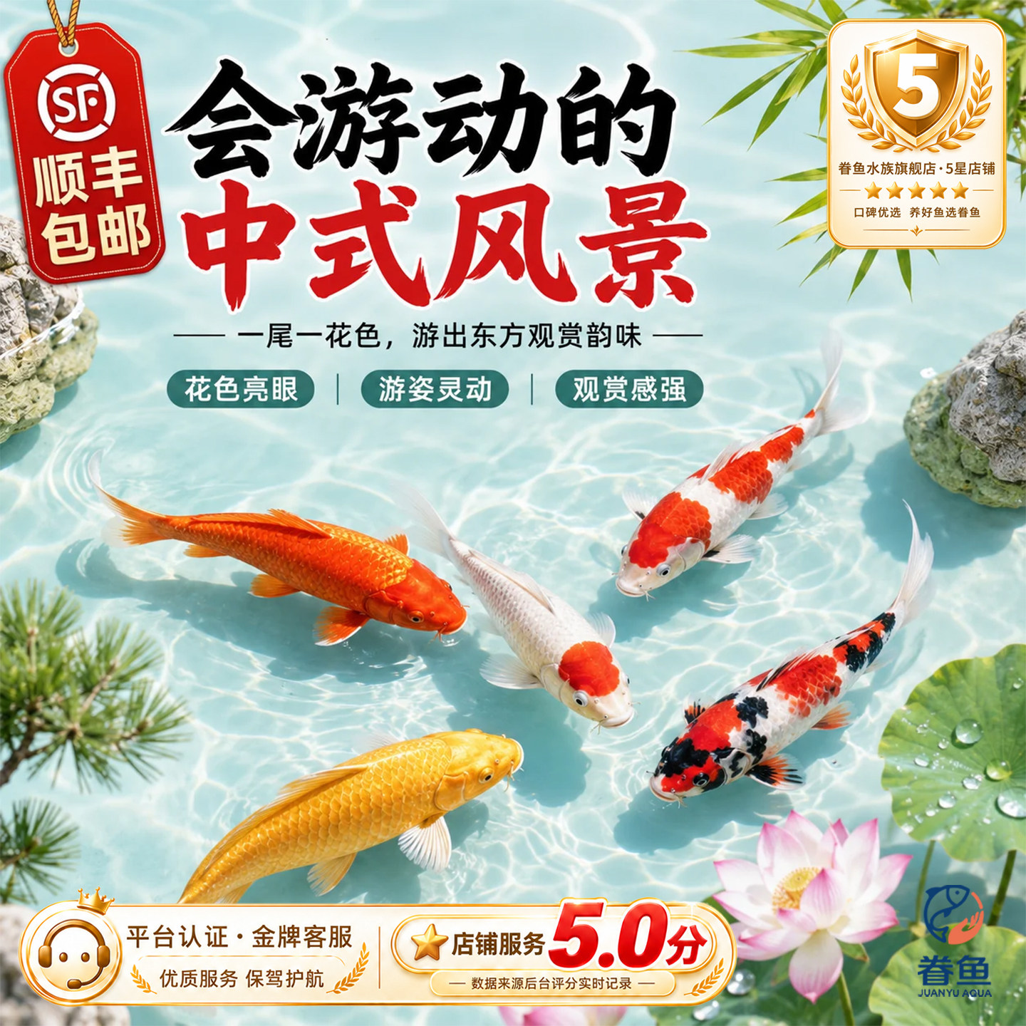顺丰锦鲤鱼活鱼观赏鱼纯种鱼大型红白冷水淡水好养耐活金鱼草金鱼