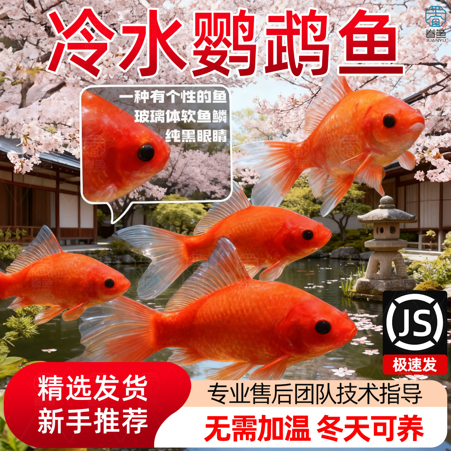 冷水鹦鹉鱼招财红鱼淡水好养易活冷水鱼苗观赏鱼活鱼金鱼耐活锦鲤