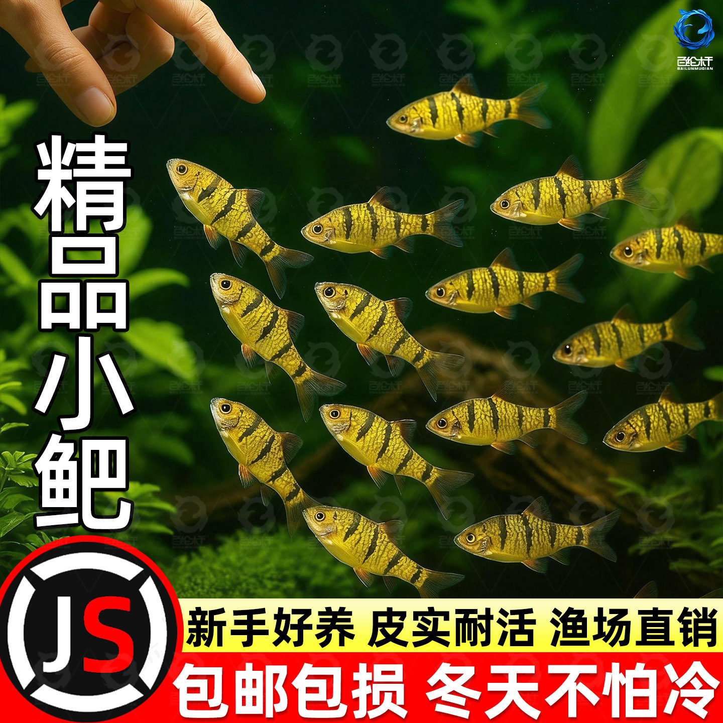 原生态冷水鱼条纹小鲃鱼活体淡水小溪鱼二须鲃群游好养耐活观赏鱼,宠物/宠物食品及用品,鱼,淘宝优惠券,粉丝福利购,淘宝优惠卷