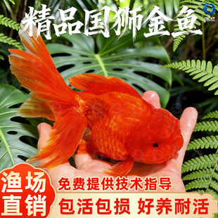 红狮金鱼国师鱼冷水鱼金鱼活鱼淡水锦鲤活体好养耐活不加温观赏鱼