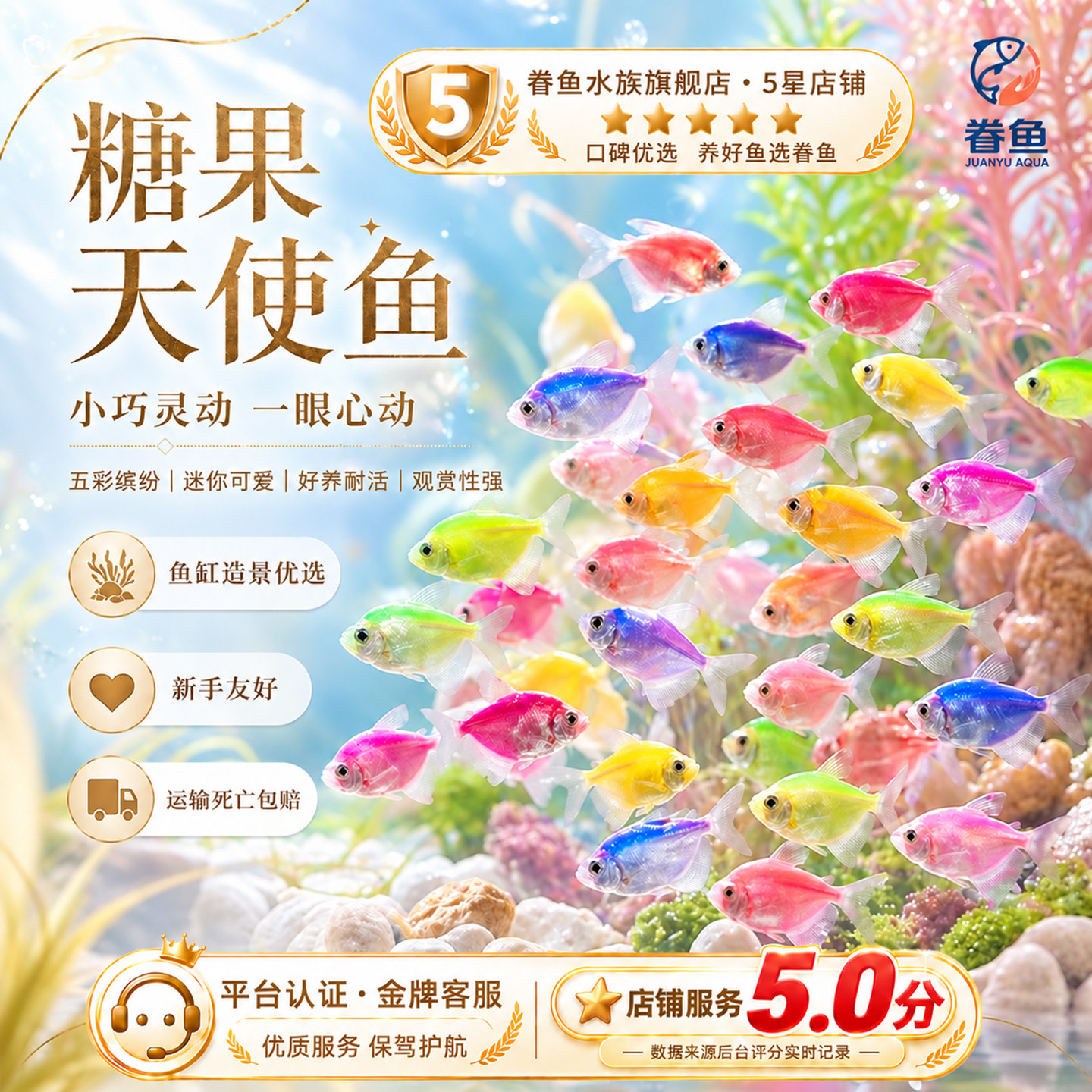 大号天使鱼观赏鱼活鱼群游活体斑马孔雀热带鱼小型鱼淡水好养耐活