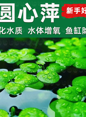 圆心萍浮萍水草鱼缸造景专用鱼池水生水培植物装饰摆件净水真草